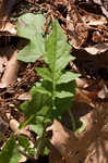 Oriental false hawksbeard